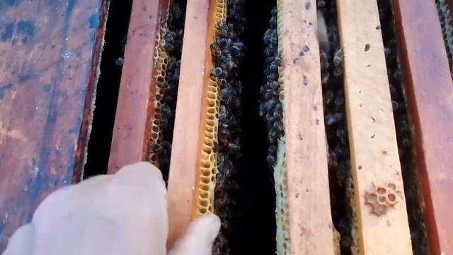 Сборка в зиму двух маточной семьи с сентябрьской маткой в улье №4 слева. смотреть онлайн