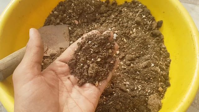 Lemon Tree Bonsai : How To Make Bonsai, Lemon Bonsai