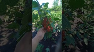 Красная смородина Ровада. Первый урожай