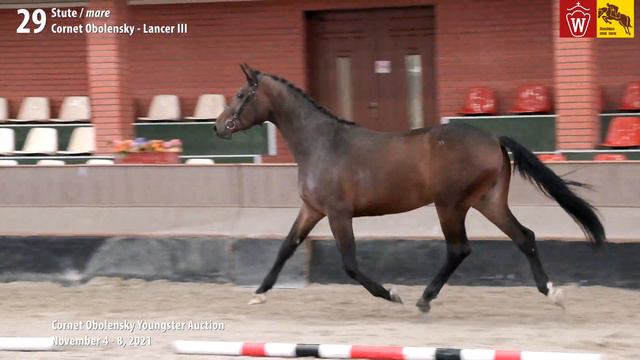 Youngster Auktion Lot 29 Conletta Stute v. Cornet Obolensky - Lancer III смотреть онлайн