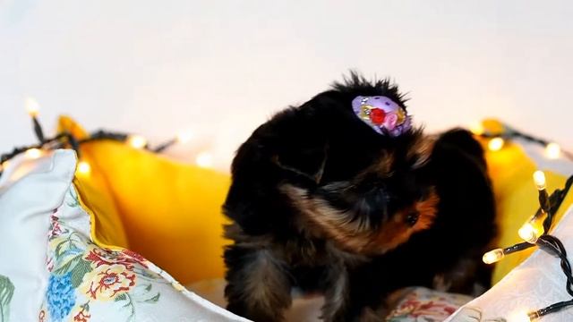 Щенок йорка / Питомник йоркширских терьеров / Купить щенка смотреть онлайн