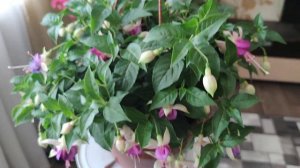 Что необходимо для хорошего развития фуксии