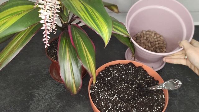 КОРДИЛИНА. Все что нужно знать об уходе. Цветение в домашних условиях. Пересадка