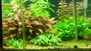 Уборка в травнике