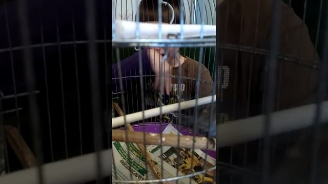 Суперредкая дикая птица оранжеволобая чечетка Даша смотреть онлайн