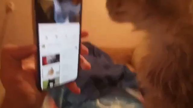 Кошка реагирует на пищание котят с ютьюба смотреть онлайн