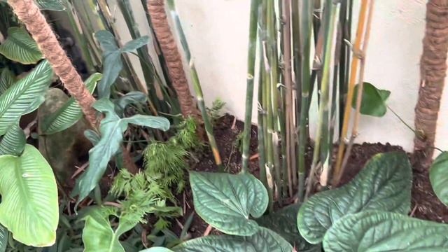 Aroid Garden - New Addition - Selaginella смотреть онлайн