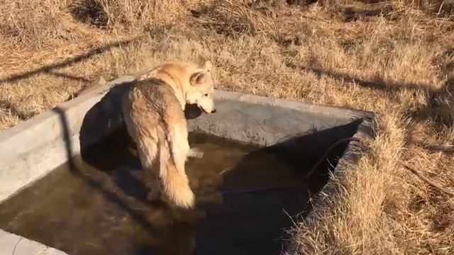 Shakira playing in her clean pond!! смотреть онлайн