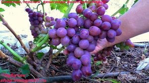 Виноград ПОДАРОК РОДИОНОВУ- ранний и с мускатом, очень крупные ягоды и грозди по 2 кг (Пузенко Н.Л.