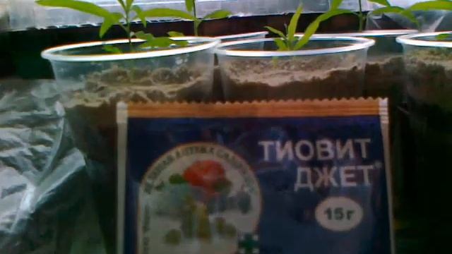 Тиовит Джет- малотоксичный препарат для борьбы с мучнистой росой