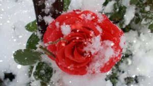 Футаж. Цветы на снегу 34  Footage. Flowers in the snow 34