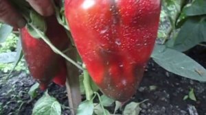 СЛАДКИЙ ПЕРЕЦ. КРУПНОПЛОДНЫЙ ПЕРЕЦ УРАЛЬСКИЙ ТОЛСТОСТЕННЫЙ. ОБЗОР. Ольга Чернова.