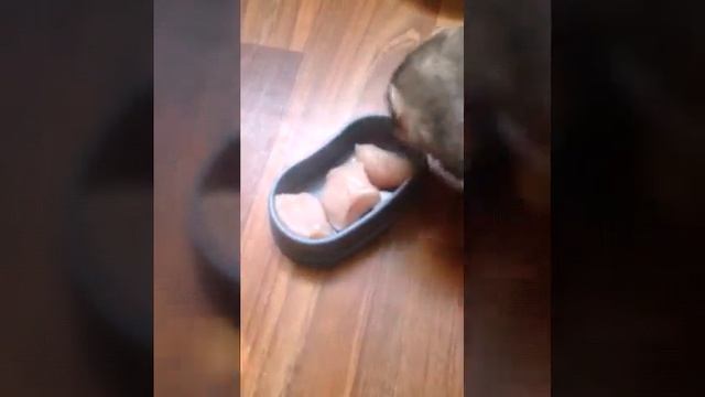 Чем я кормлю Веню??Питание хорьков!? смотреть онлайн