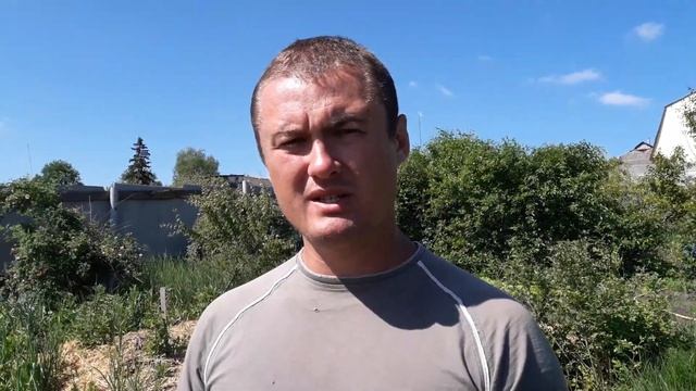 Почему не плодоносит голубика. смотреть онлайн