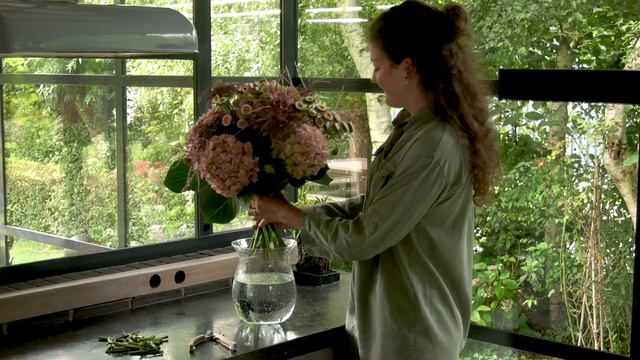 Hydrangea - Classic Beauty смотреть онлайн