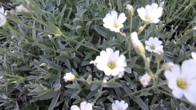 Ясколка Биберштейна