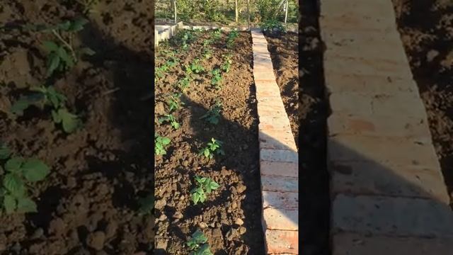 Новый для меня способ размножения Малины сорт Маравила. смотреть онлайн