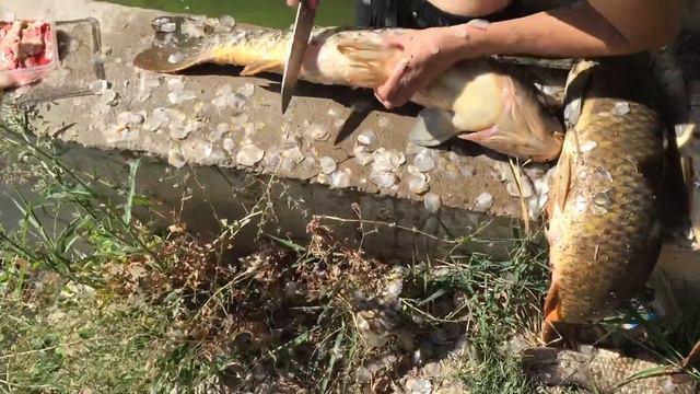 Большие сазаны , мощная рыбалка смотреть онлайн
