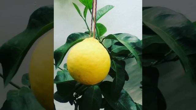 Саженцы лимона растут Хорошо ? смотреть онлайн