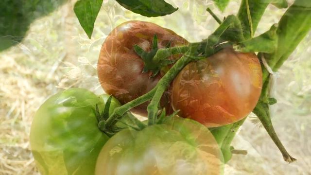 ТОМАТЫ ГНОМЫ. ОБЗОР ВКУСНЫХ СОРТОВ! смотреть онлайн