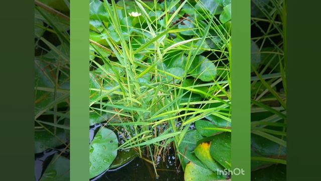 Прудовые растения