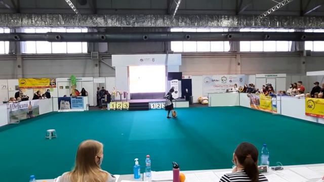 Зоомир 2020. Кинологический фристайл. Открытый класс. Шпиц Ёжик. Бал герцога смотреть онлайн