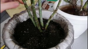 Розы после покупки. Что делать с саженцами роз дома после покупки.