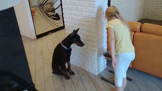 Доберман Тиран/подготовка к обеду 🐕 смотреть онлайн