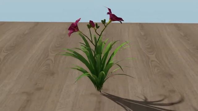 3D Vectorworks model of a Hemerocallis Grape Velvet смотреть онлайн
