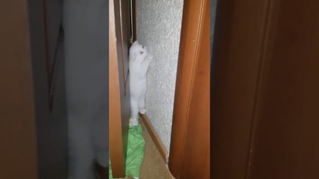 Кот-ниндзя | скоттиш-фолд | 2-месячный котенок | смешной котенок | funny kitten | white cat смотреть онлайн