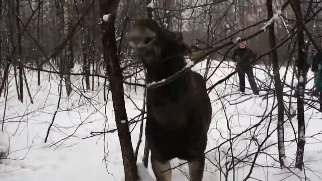 Лось в Сокольниках смотреть онлайн