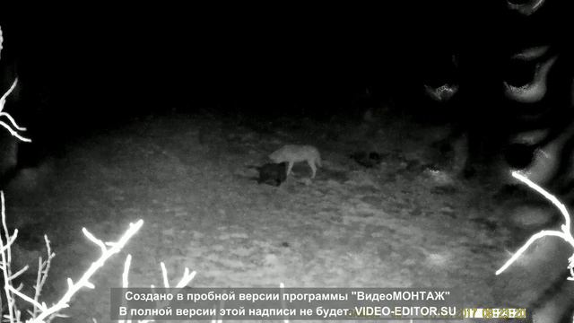 ПРИВАДА НА ВОЛКА. ФОТОЛОВУШКА 18. 02. 2018 смотреть онлайн