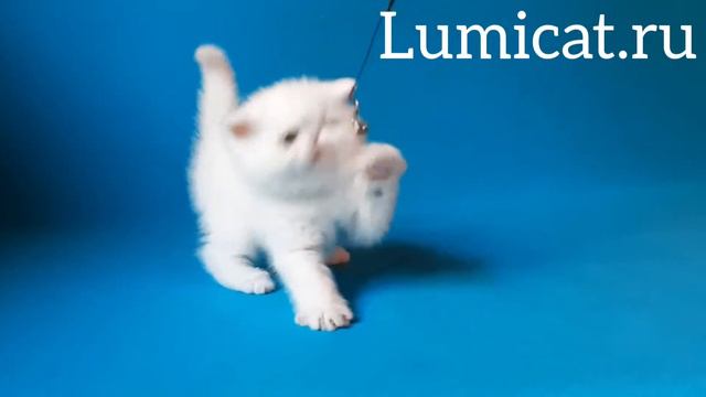 Элвис смотреть онлайн