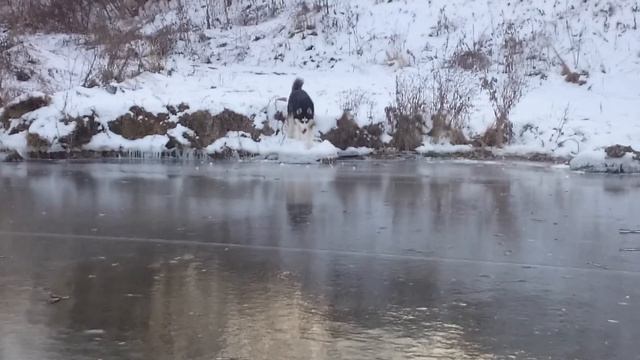 Хаски первый раз на льду)) смотреть онлайн
