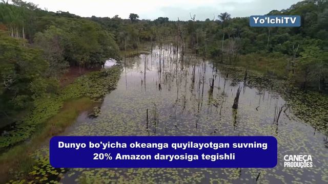 Amazon Daryosi Va O'rmoni Haqida Faktlar