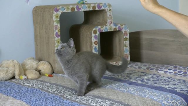 British kitten Ronaldo смотреть онлайн