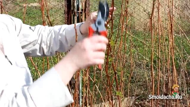 Обрезка малины весной смотреть онлайн