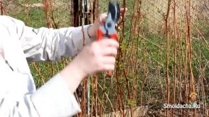 Обрезка малины весной