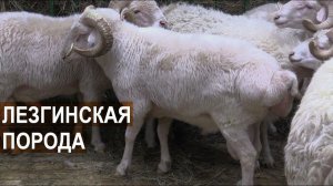Овцы Лезгинской породы. Выставка Золотая Осень-2017