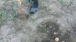 Картофель  Инноватор (репанка), Николаев 2018 год.