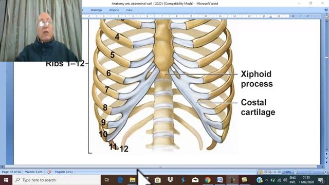 Anatomy GIT module in English 2021 ( Transversus abdominis muscle) ,by Dr.Wahdan смотреть онлайн