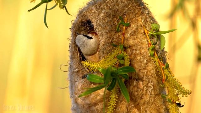Baby Animals 4K UltraHD - Cute Young Animals With Relaxing Music (Colorfully Dynamic) смотреть онлайн