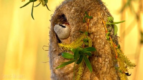 Baby Animals 4K UltraHD - Cute Young Animals With Relaxing Music (Colorfully Dynamic)