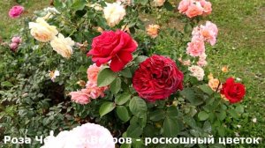 Розы - чемпионы непрерывного цветения - все это флорибунды.