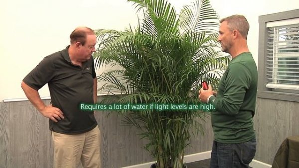 Plantz Profile Areca Palm