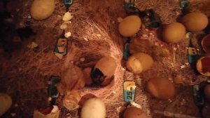 Итоги инкубации куриных яиц при недогреве