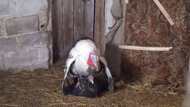 СПАРИВАНИЕ ИНДЮКОВ🧿. ИНДЮК ТОПЧЕТ ИНДЮШКУ. смотреть онлайн