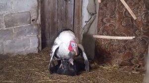 СПАРИВАНИЕ ИНДЮКОВ🧿. ИНДЮК ТОПЧЕТ ИНДЮШКУ.