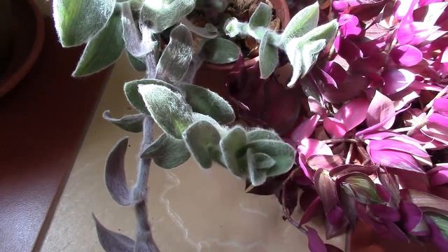 Традесканция силламонтана.  Стоит ли формировать кустик?