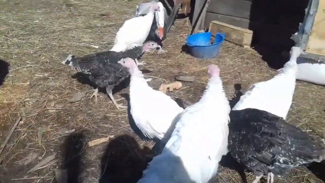 Индюки 2 месяца. смотреть онлайн